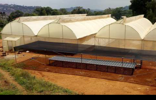 Greenhouse development at Kyambogo University in Uganda