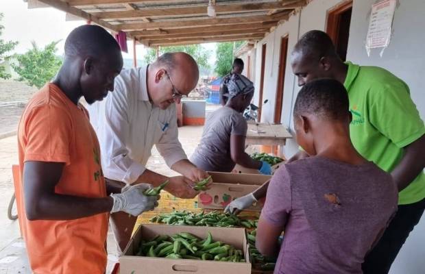 Reviving Agriculture in Ghana | Maastricht School of Management