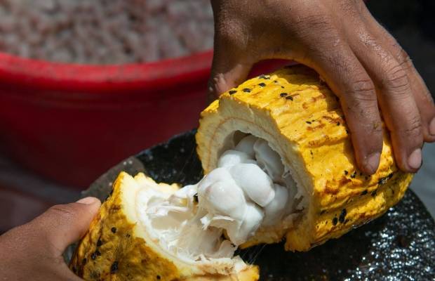 Strengthening the cocoa and horticulture value chain in Ghana | Maastricht School of Management | Expert Centre on Emerging Economies
